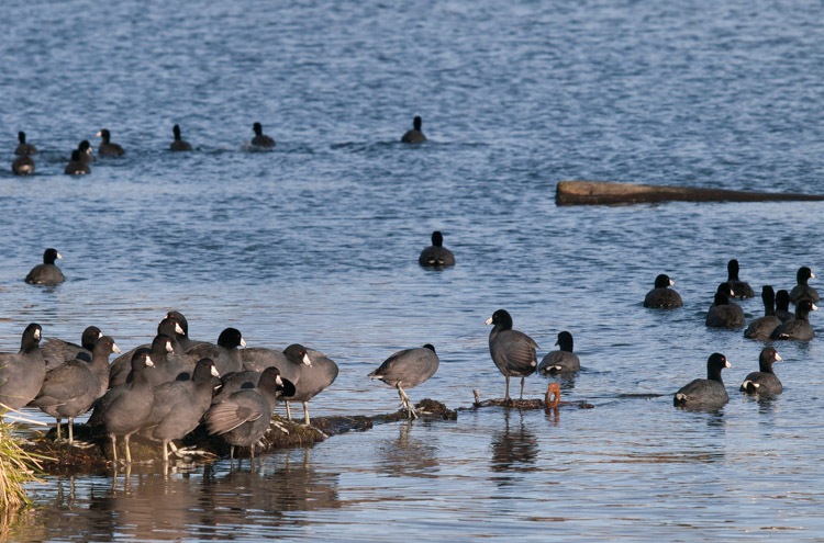 American Coots on Union Bay Seattle
