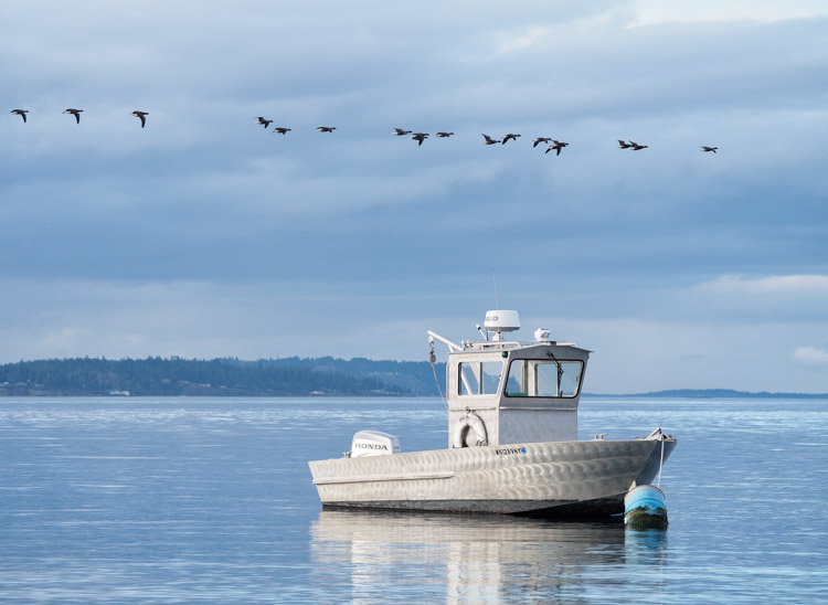 Discovery Park Brant Geese and Boat