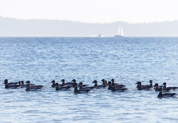 Brant Geese at Discovery Park Seattle