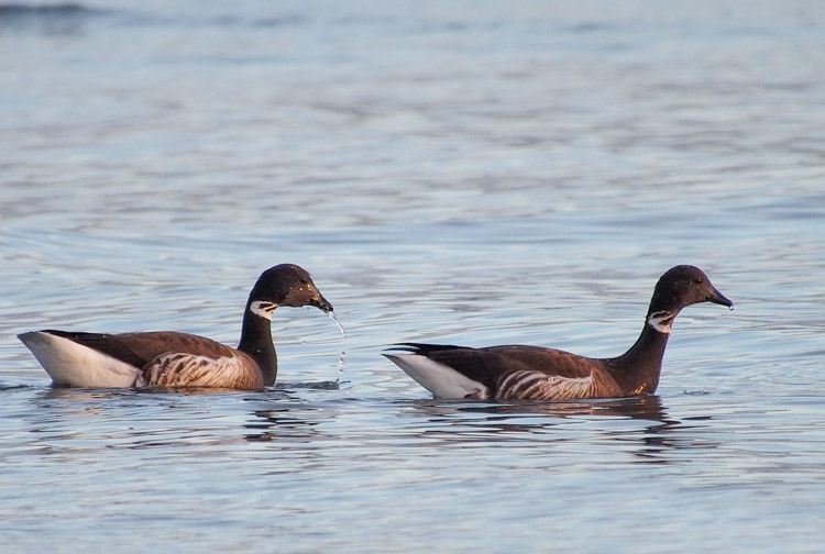 Brant Geese at Discovery Park