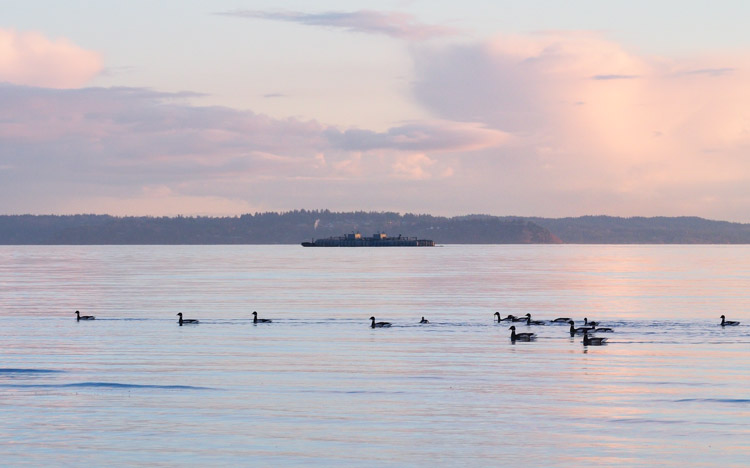 Brant Geese at Discovery Park Sunset