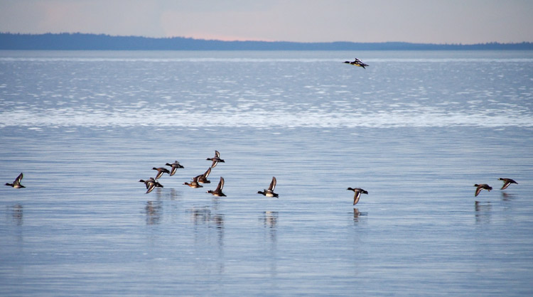 Scaup at Discovery Park Seattle