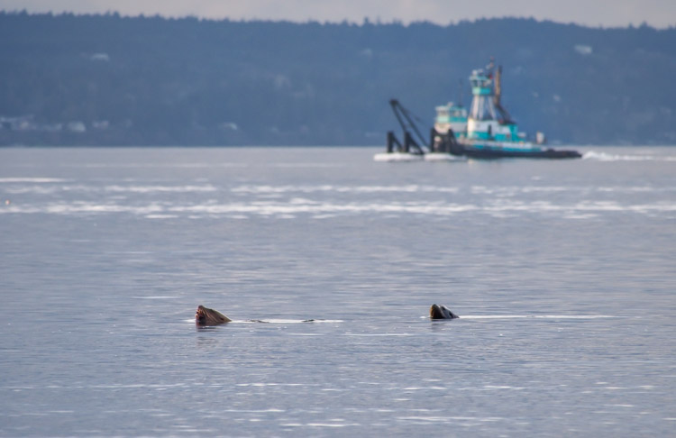 Sea Lions swimming at Discovery Park Seattle