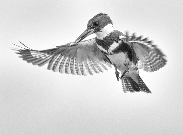 Belted Kingfisher