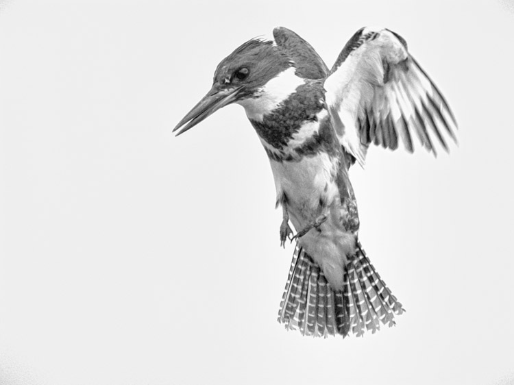 Belted Kingfisher in Black and White