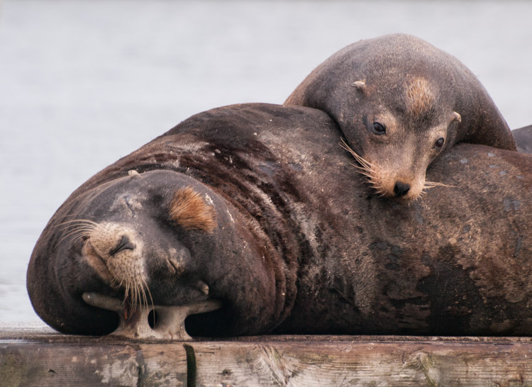 California Sea Lions at Westport Washington
