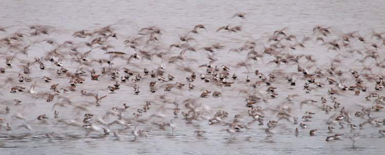 sandpiper flock in flight at Grays Harbor NWR