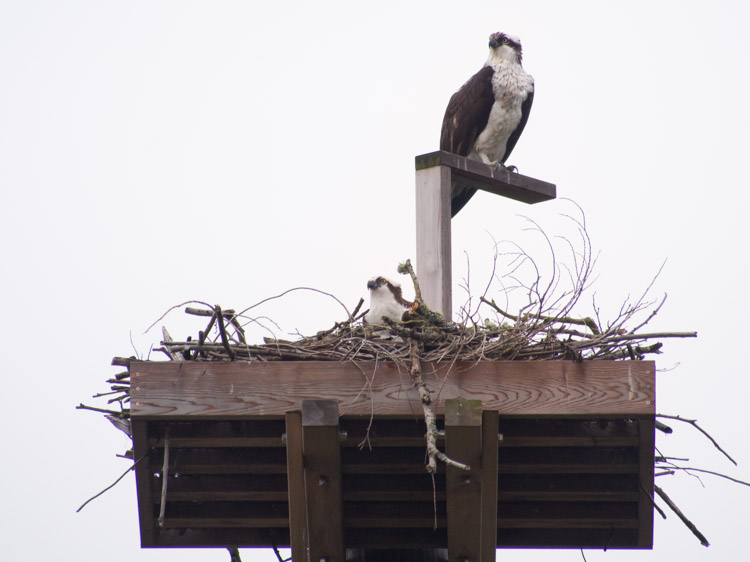 Osprey Pair at Ballard Locks 2013