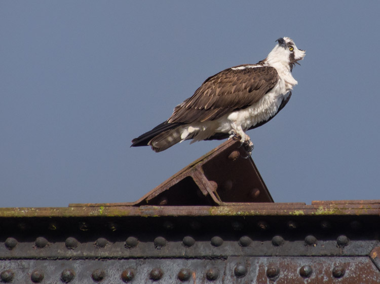 Male Osprey at Ballard Locks Seattle 2013