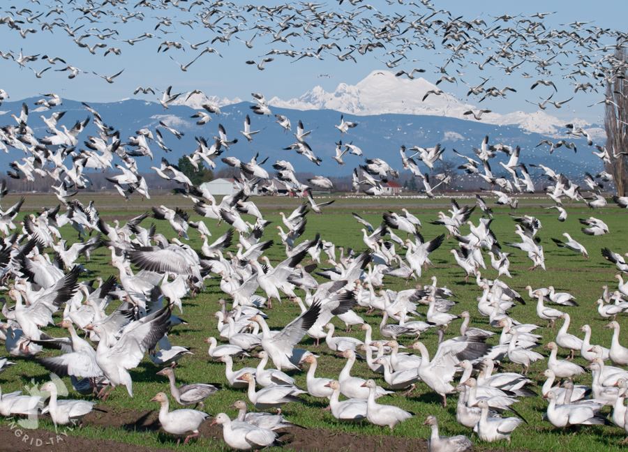 Snow Geese 900