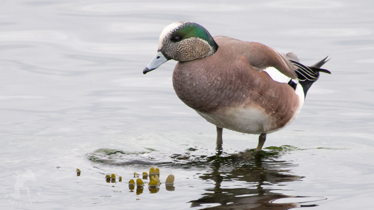 American Wigeon on Elliott Bay Seattle