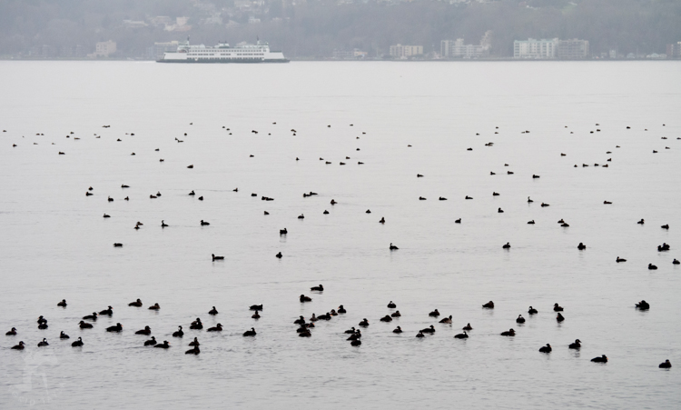 Wintering ducks on Puget Sound