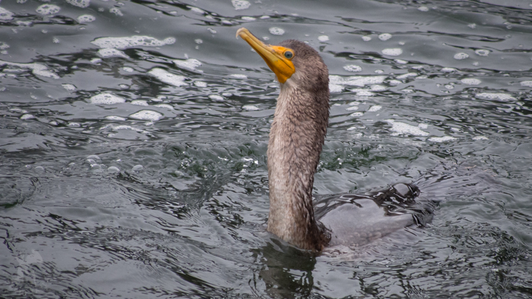 Double-crested Cormorant Joiner - ©ingridtaylar