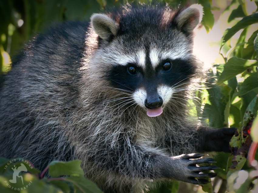 WB-Raccoon Family Tree 5